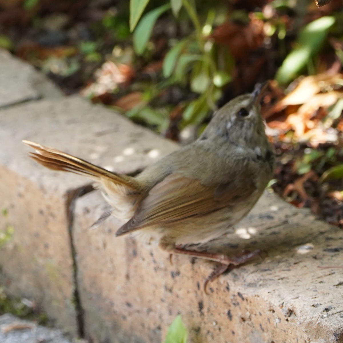 Japanese Bush Warbler - ML623363112