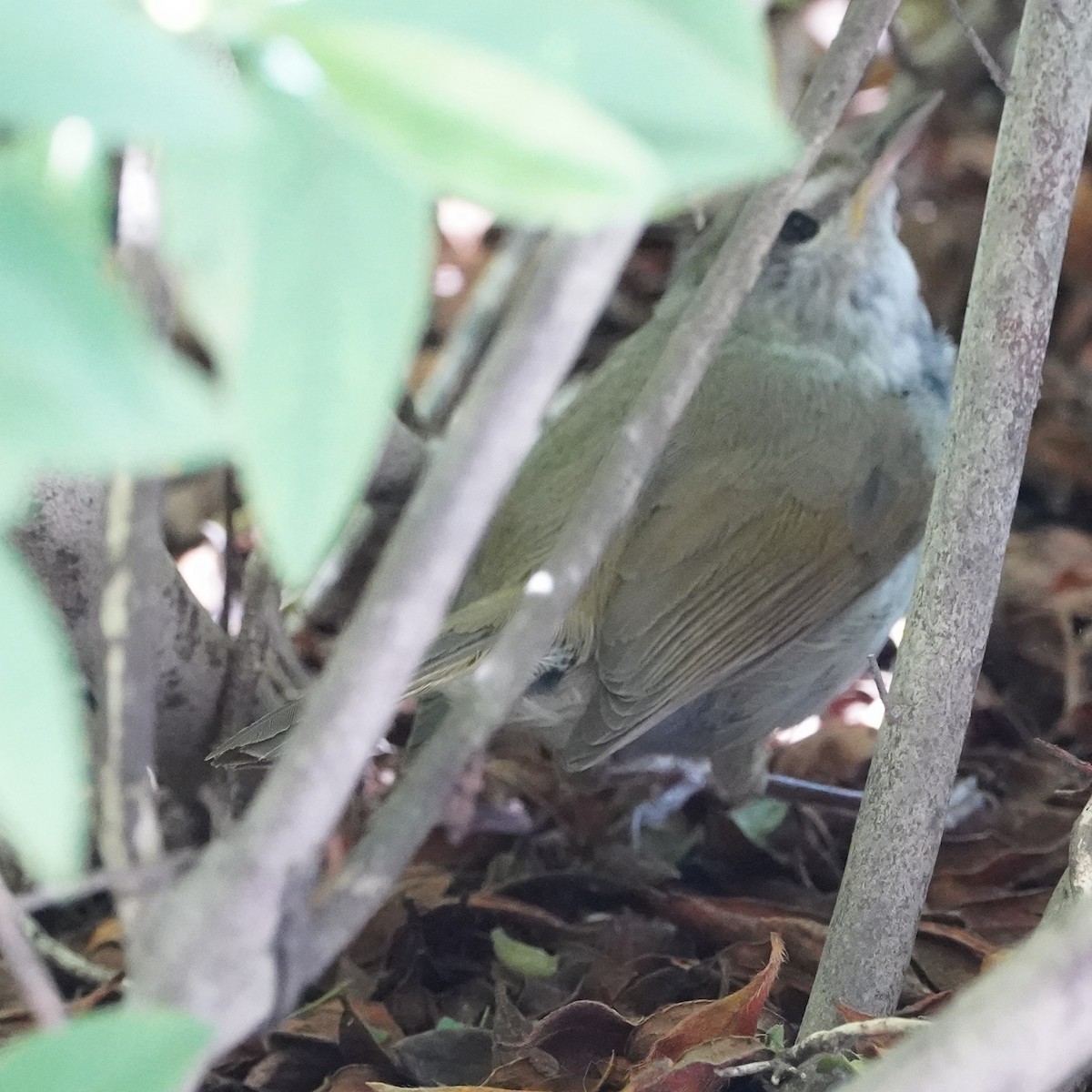 Japanese Bush Warbler - ML623363113