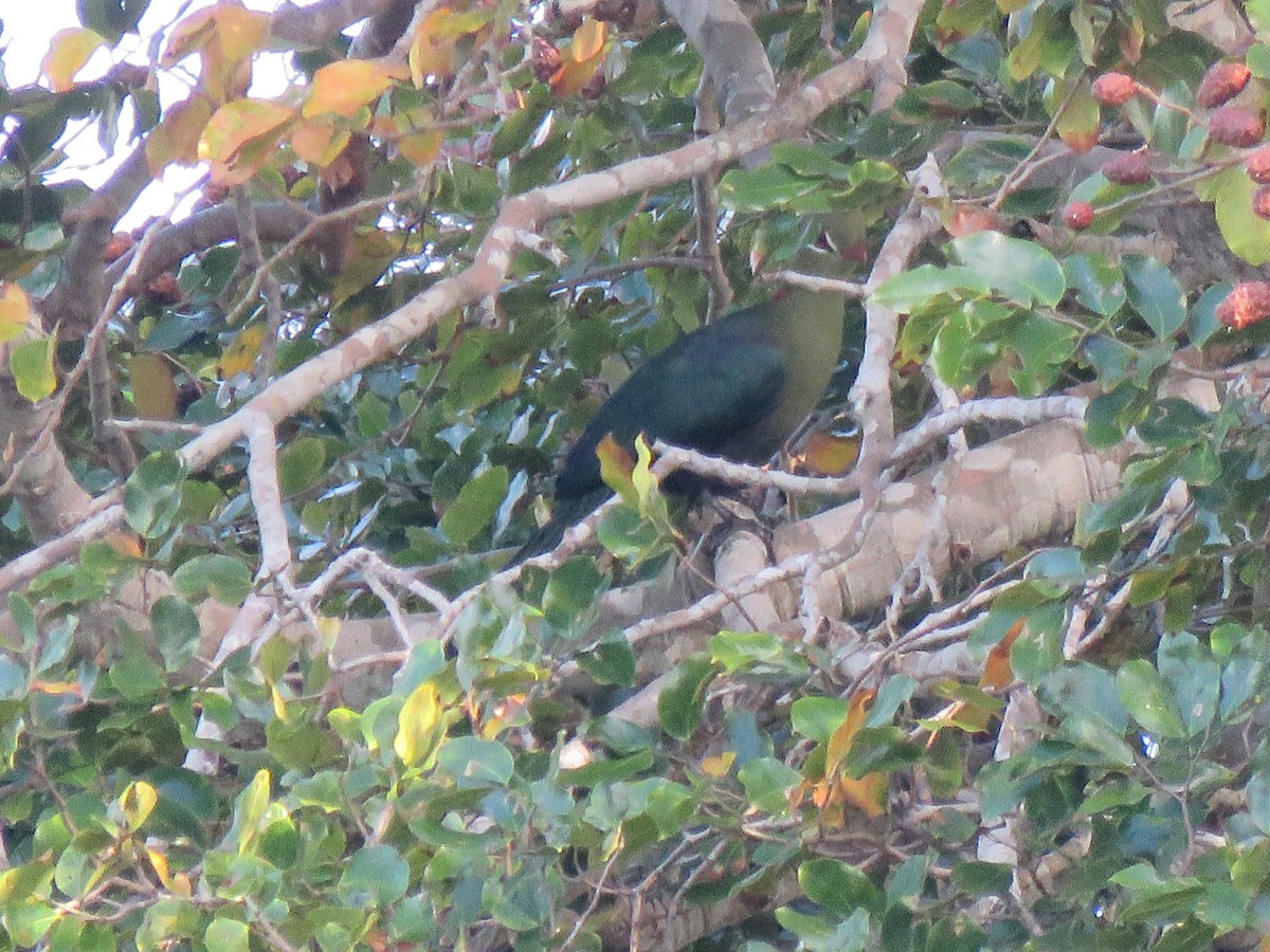 Fischer's Turaco - ML623363121