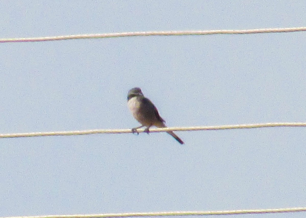 Iberian Gray Shrike - ML623363177