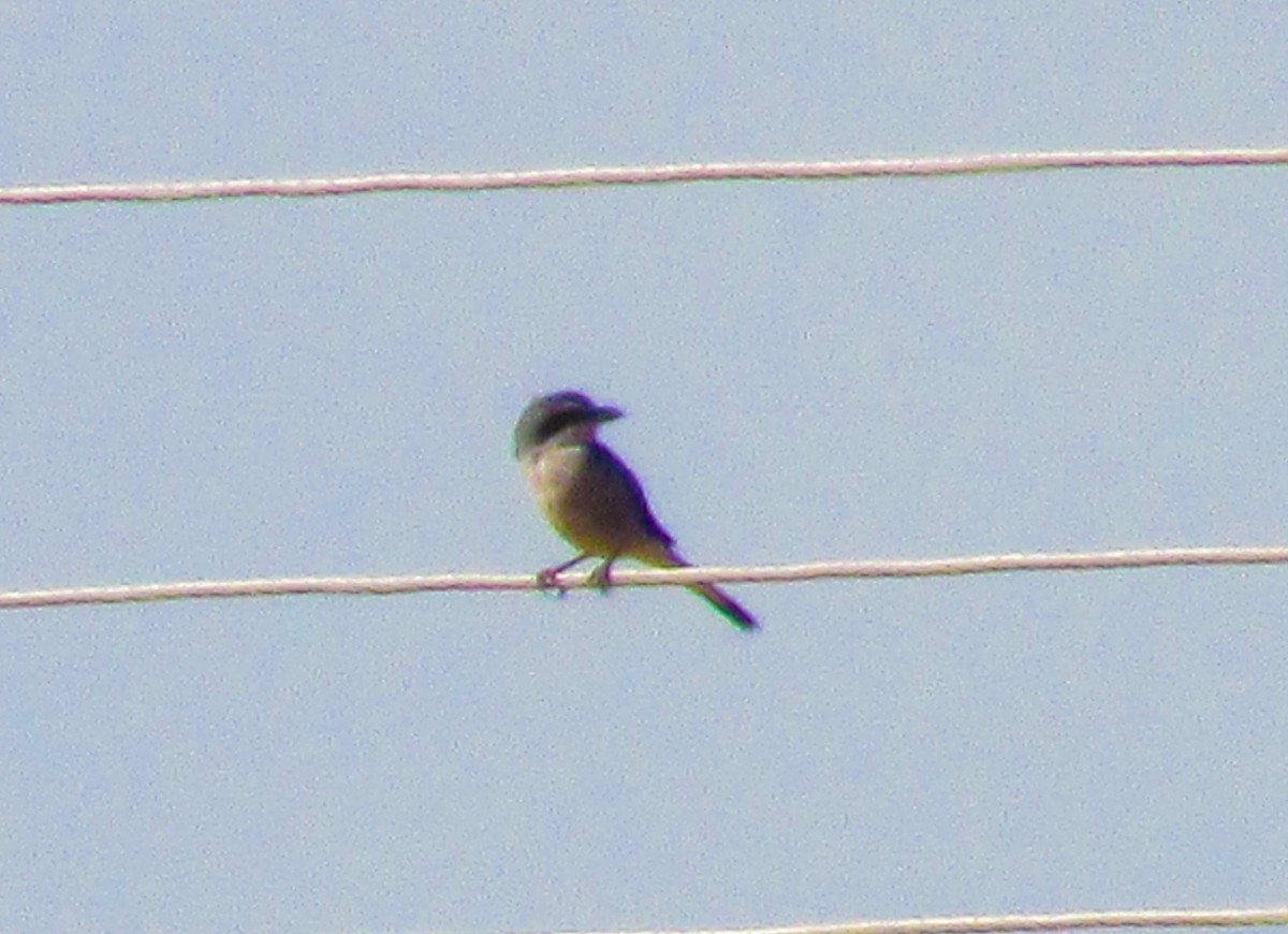 Iberian Gray Shrike - ML623363178