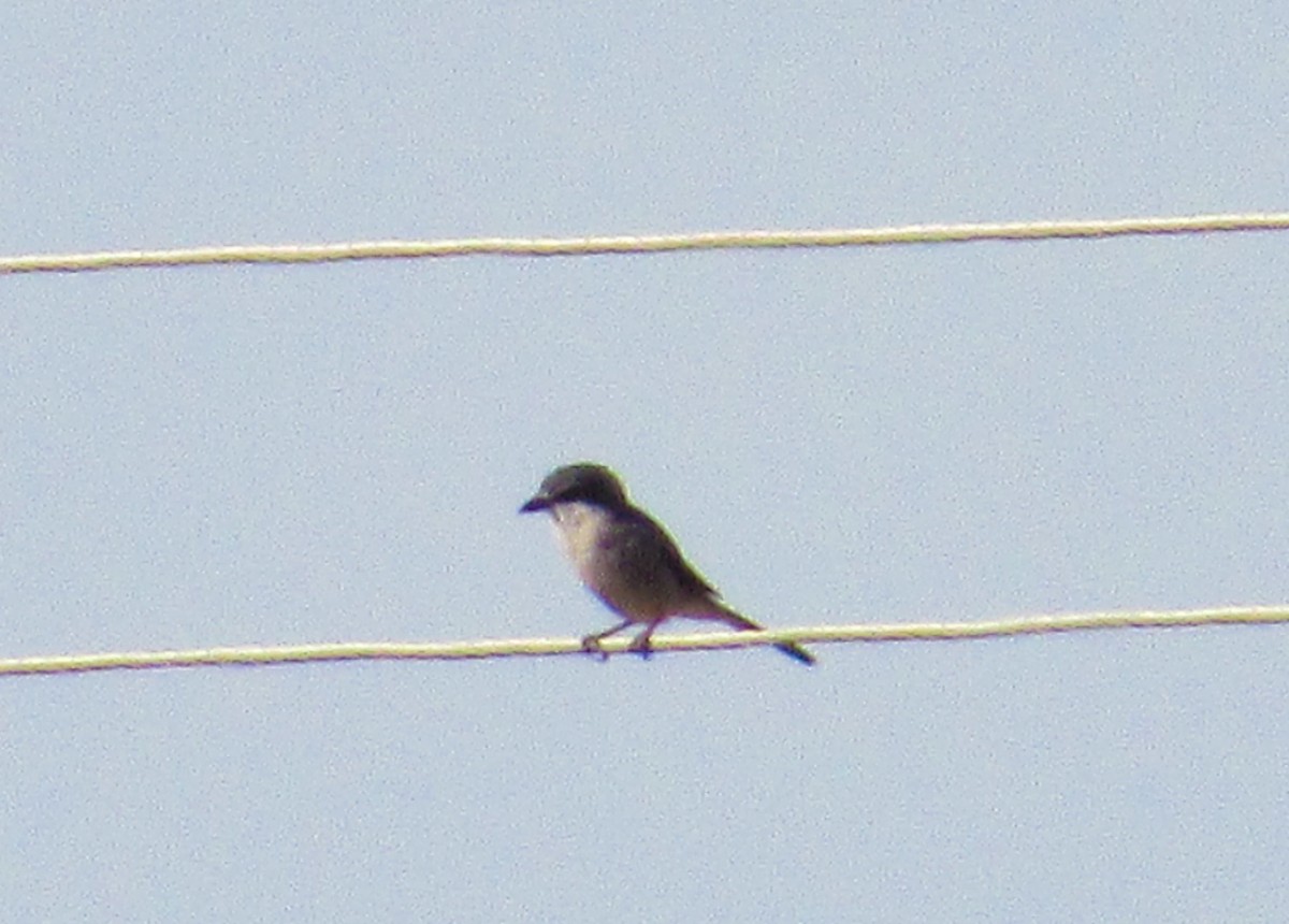 Iberian Gray Shrike - ML623363179