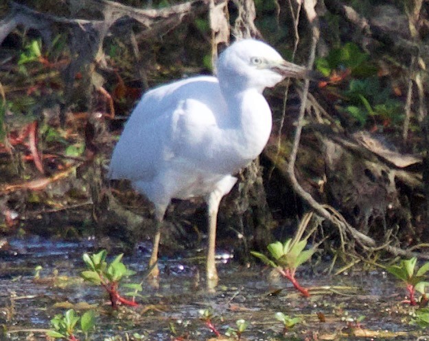 Little Blue Heron - ML623363215