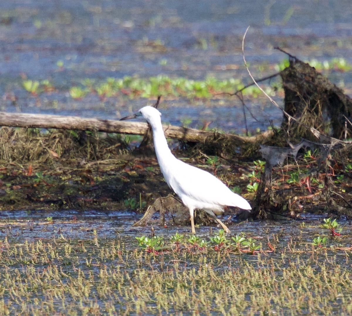 Little Blue Heron - ML623363225