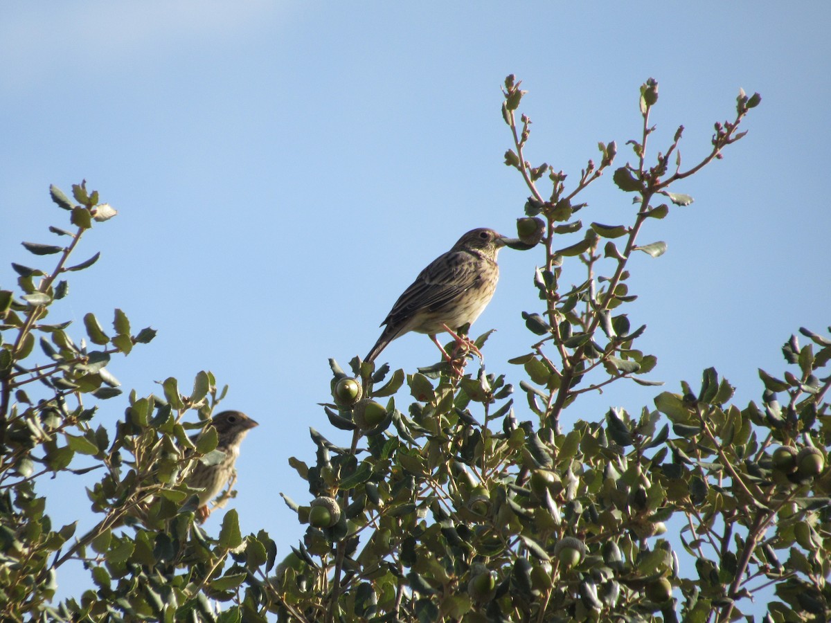 Corn Bunting - ML623363228