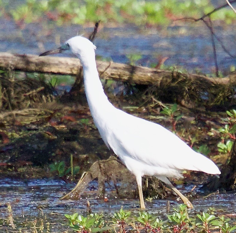 Little Blue Heron - ML623363232