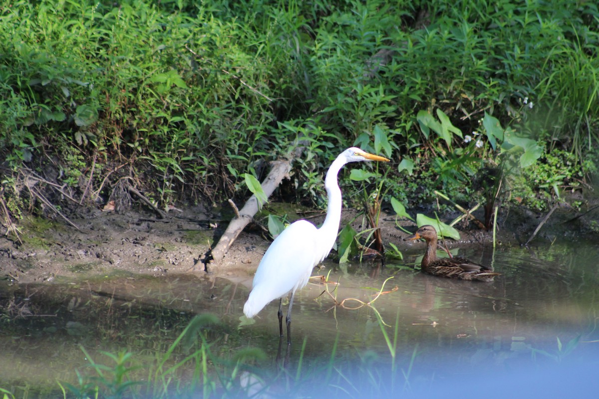 Great Egret - ML623363242