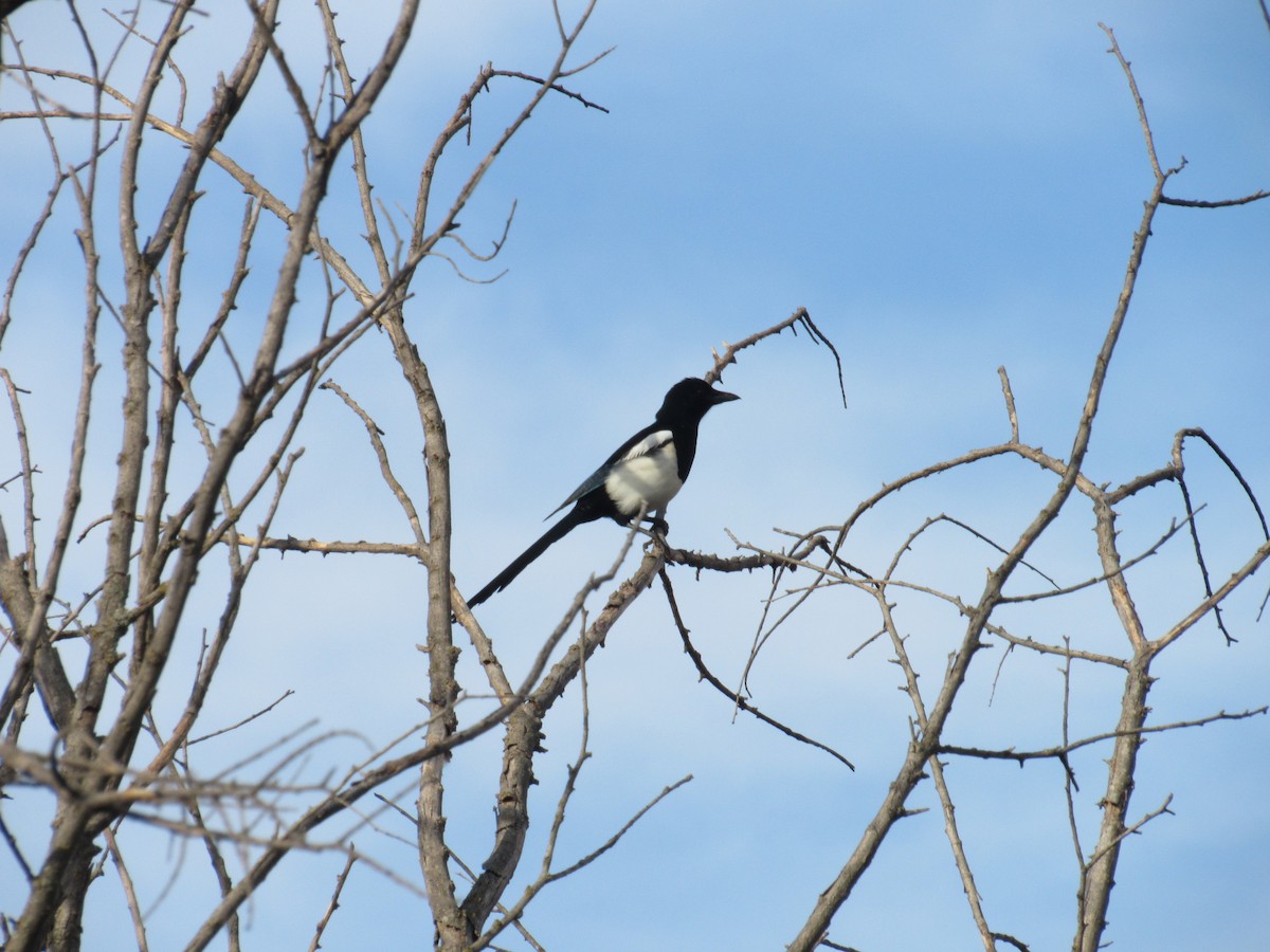 Алаг шаазгай - ML623363282