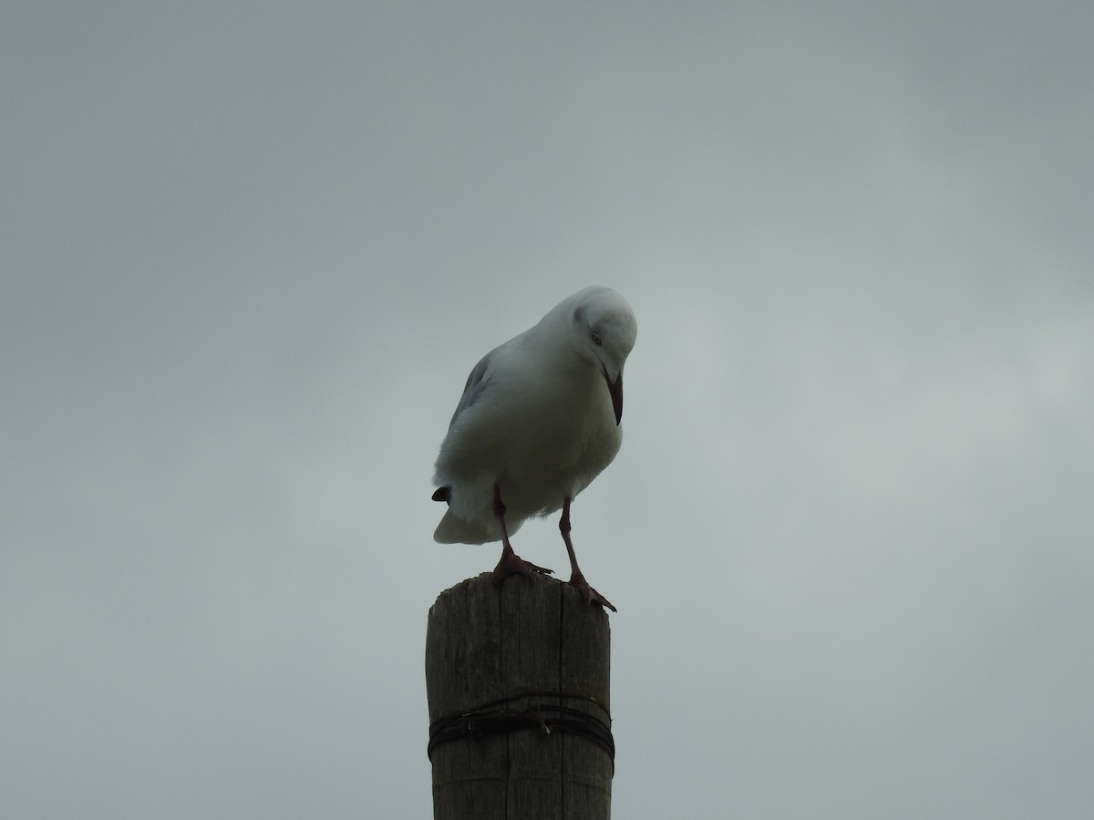 Gray-hooded Gull - ML623363506