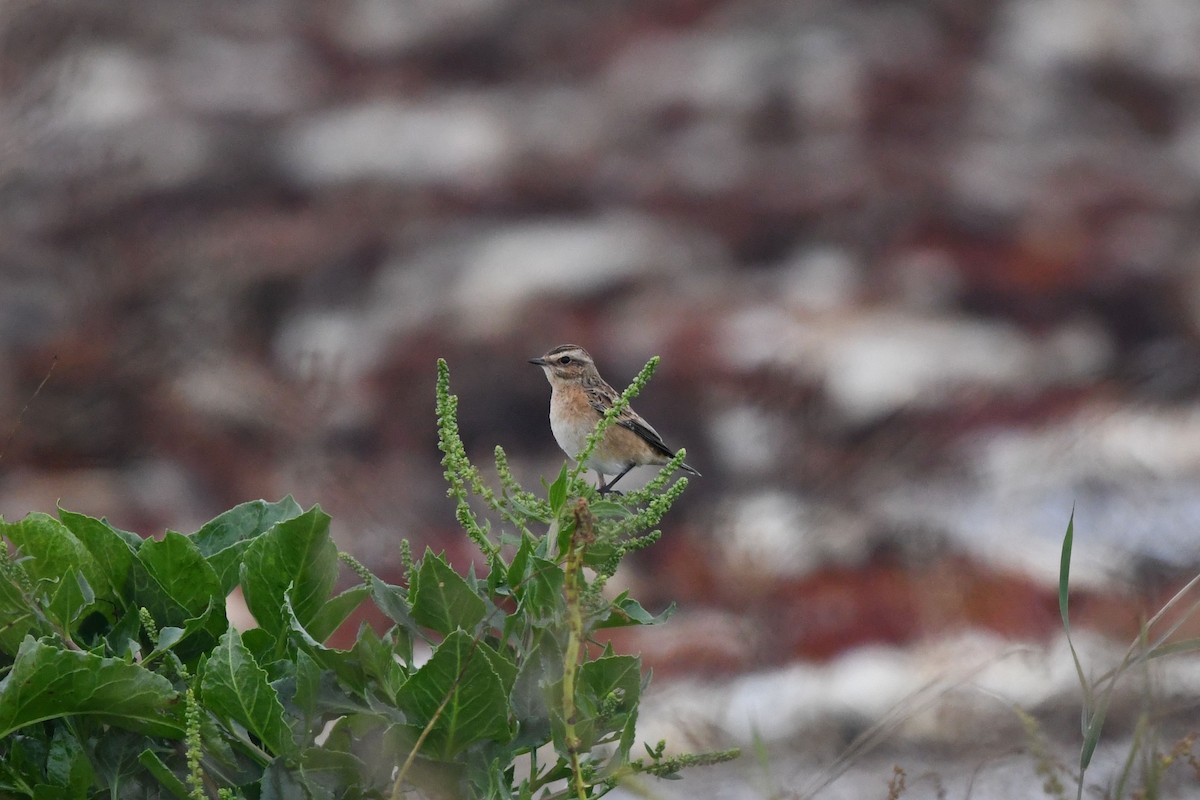 Whinchat - ML623363604