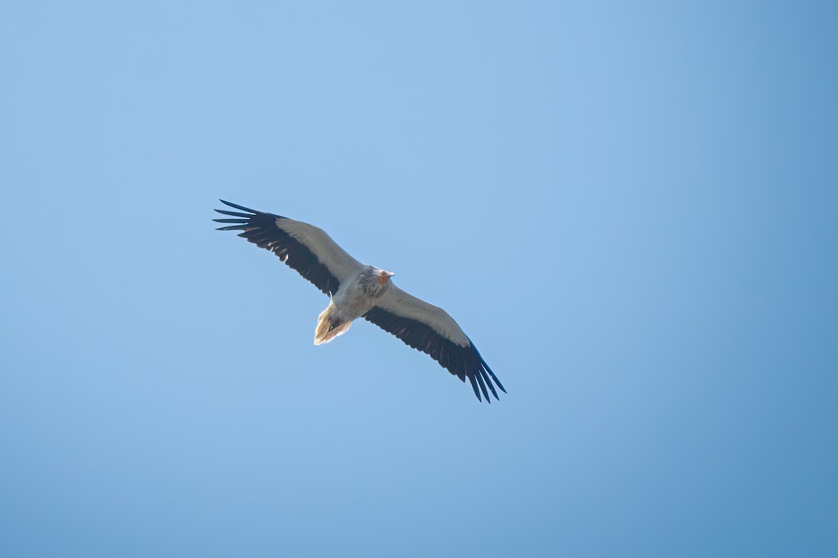 Egyptian Vulture - Marc Cutrina