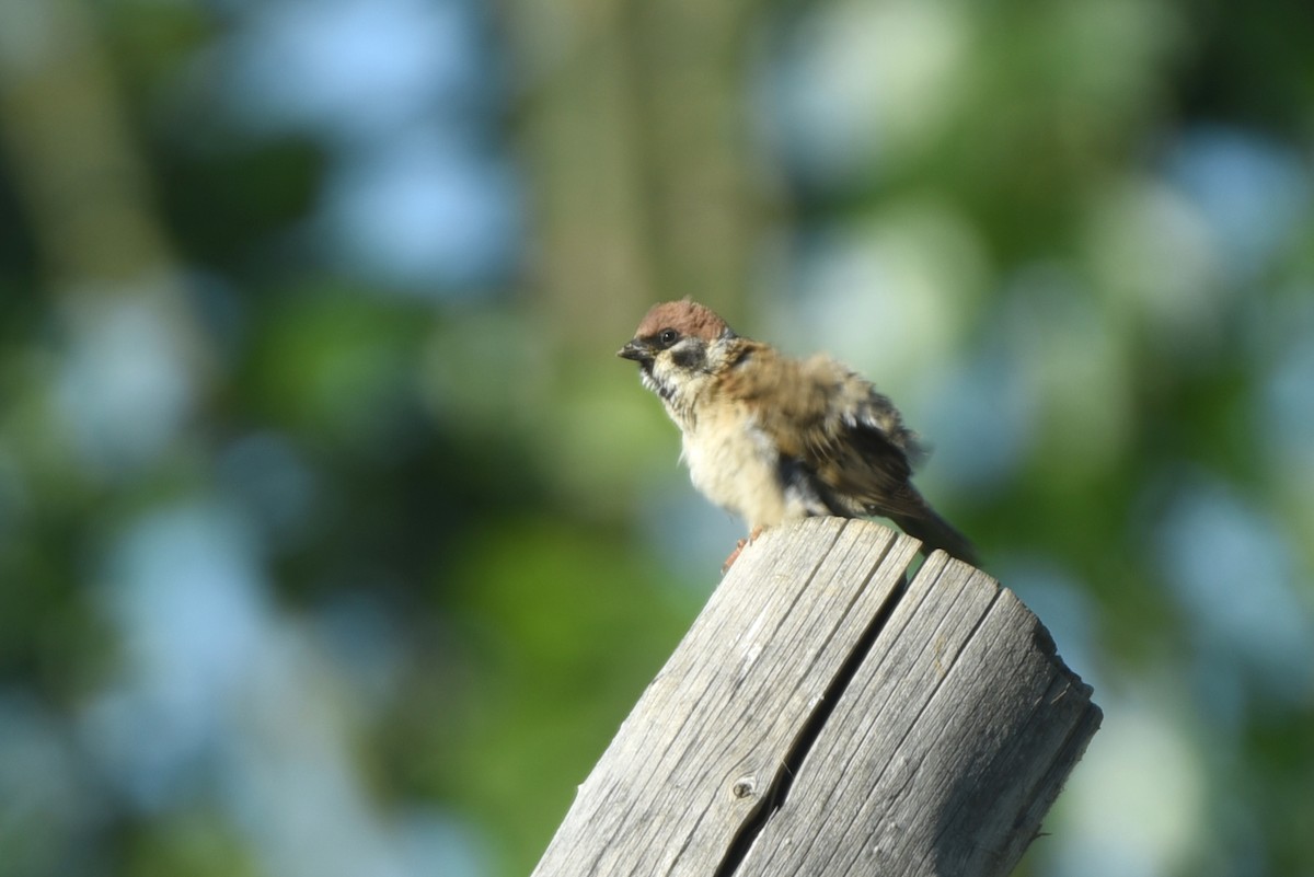 Eurasian Tree Sparrow - ML623363629