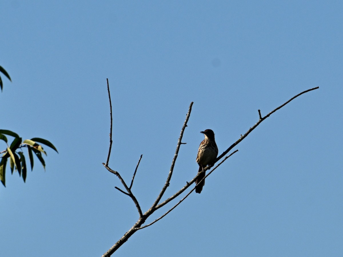 Brown Thrasher - ML623363630