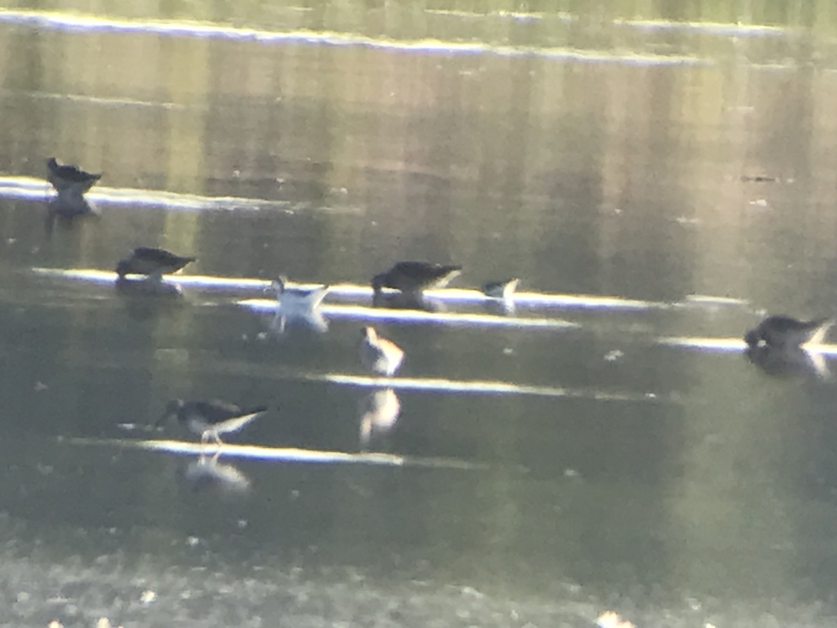 Wilson's Phalarope - ML623363658