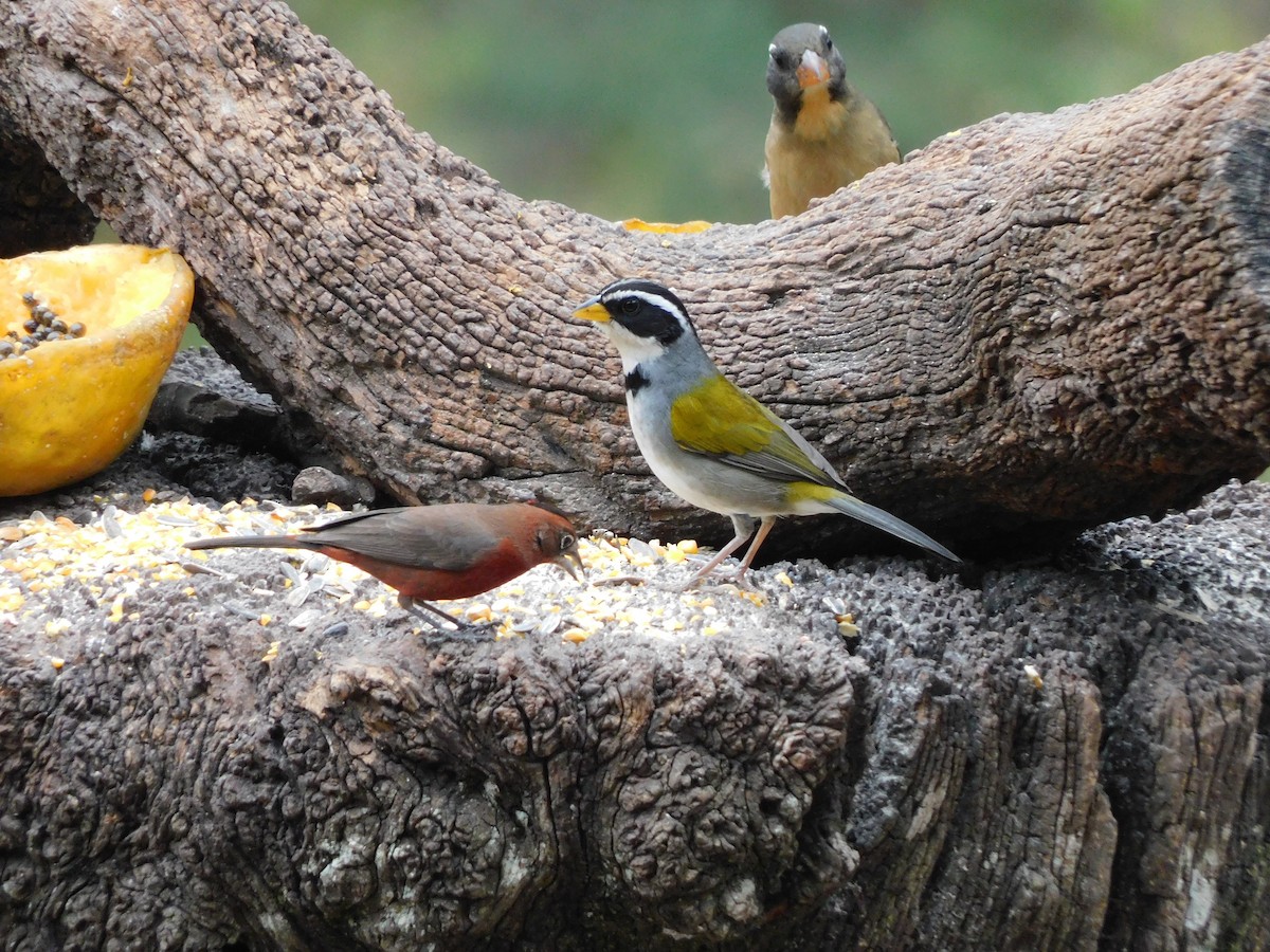 Moss-backed Sparrow - ML623363670