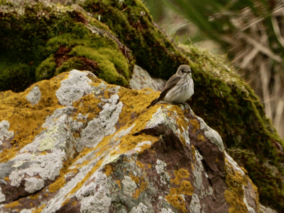 Gray-streaked Flycatcher - ML623363680