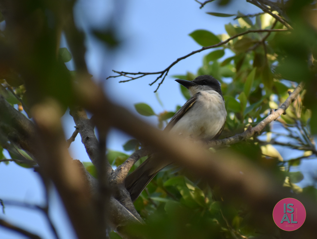 Gray Kingbird - ML623363691