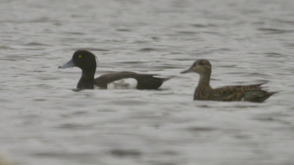 Tufted Duck - ML623363702