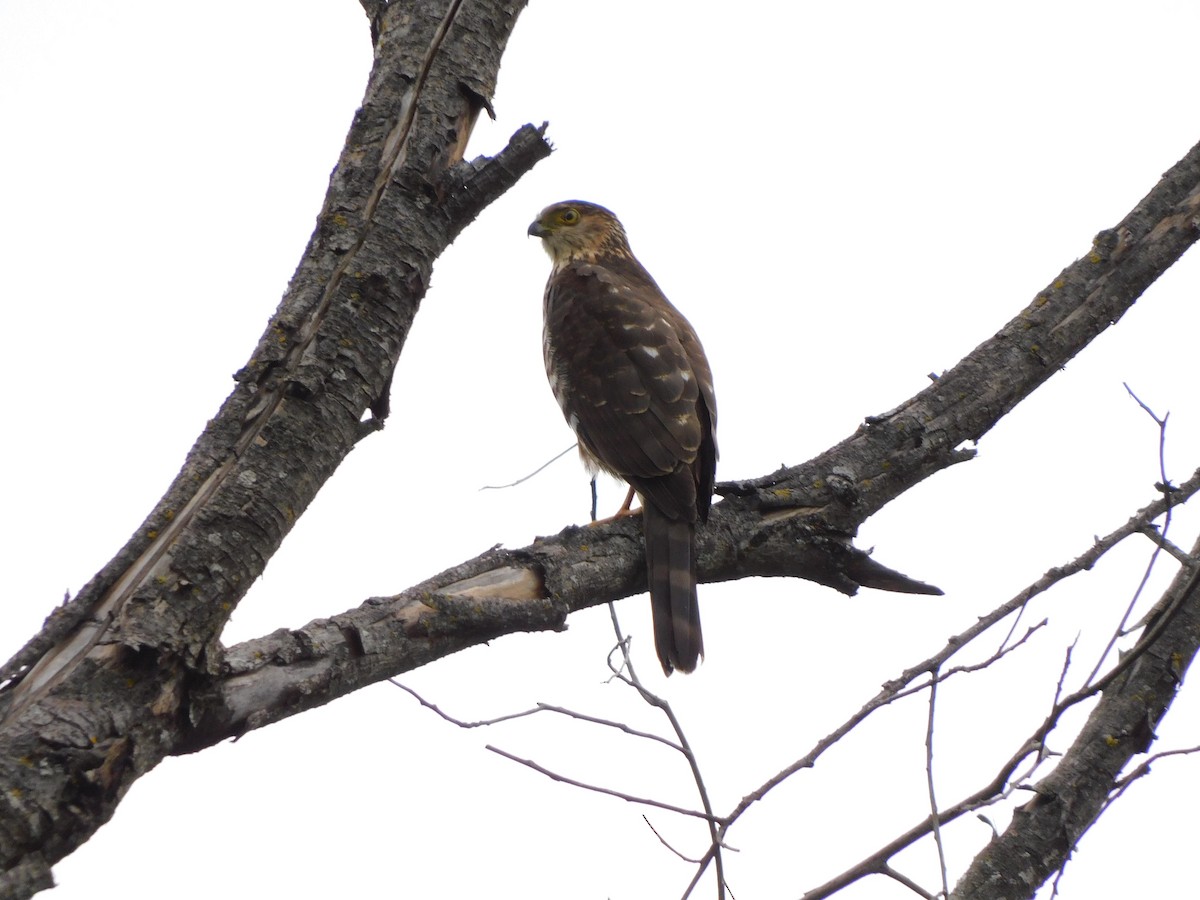 Bicolored Hawk - ML623363723