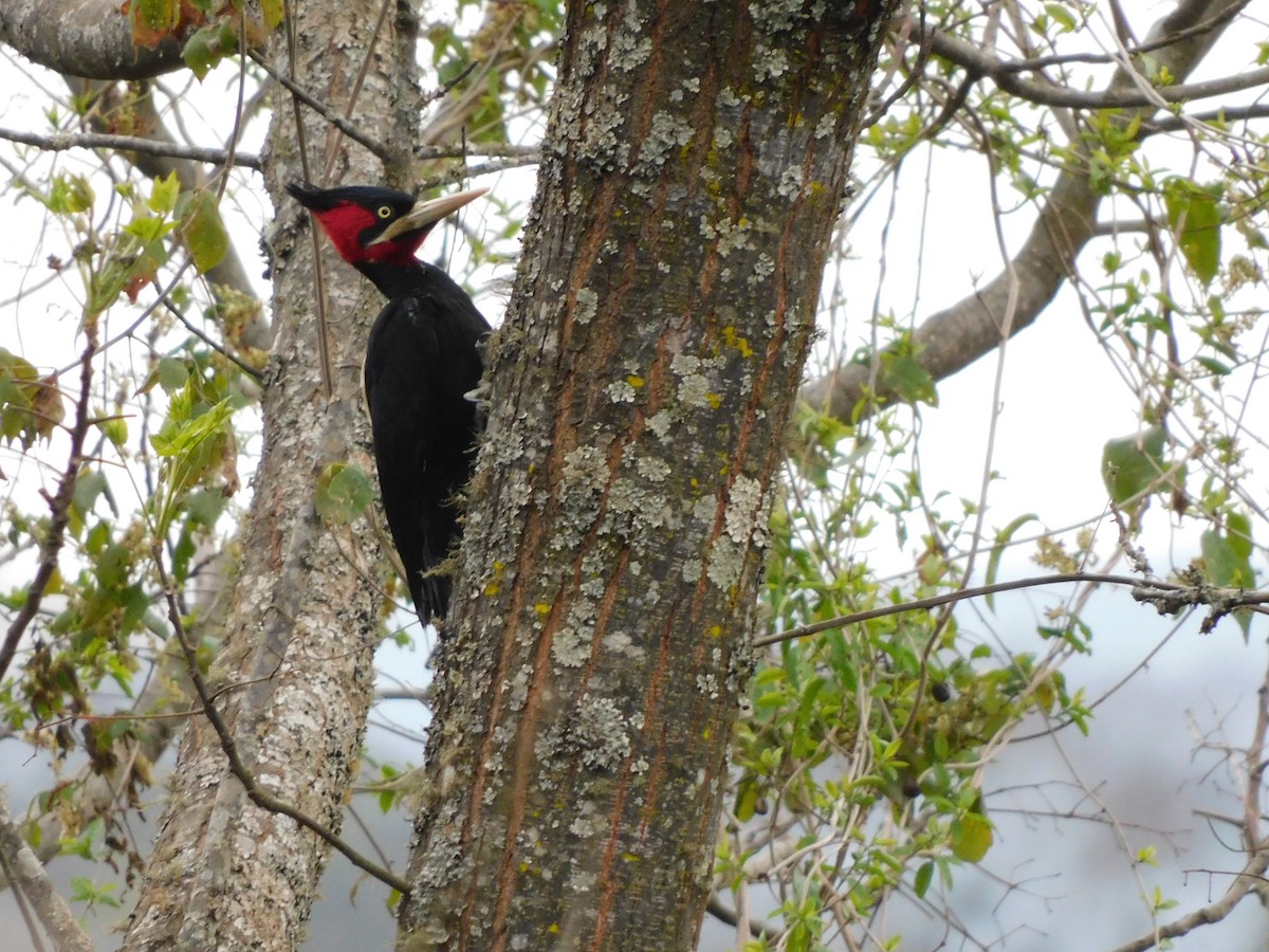 Cream-backed Woodpecker - Nazareno Yunes Del Carlo