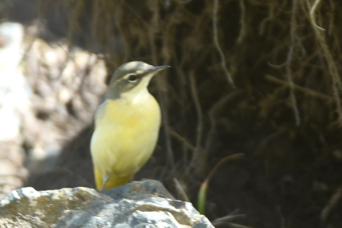 Gray Wagtail - ML623363756