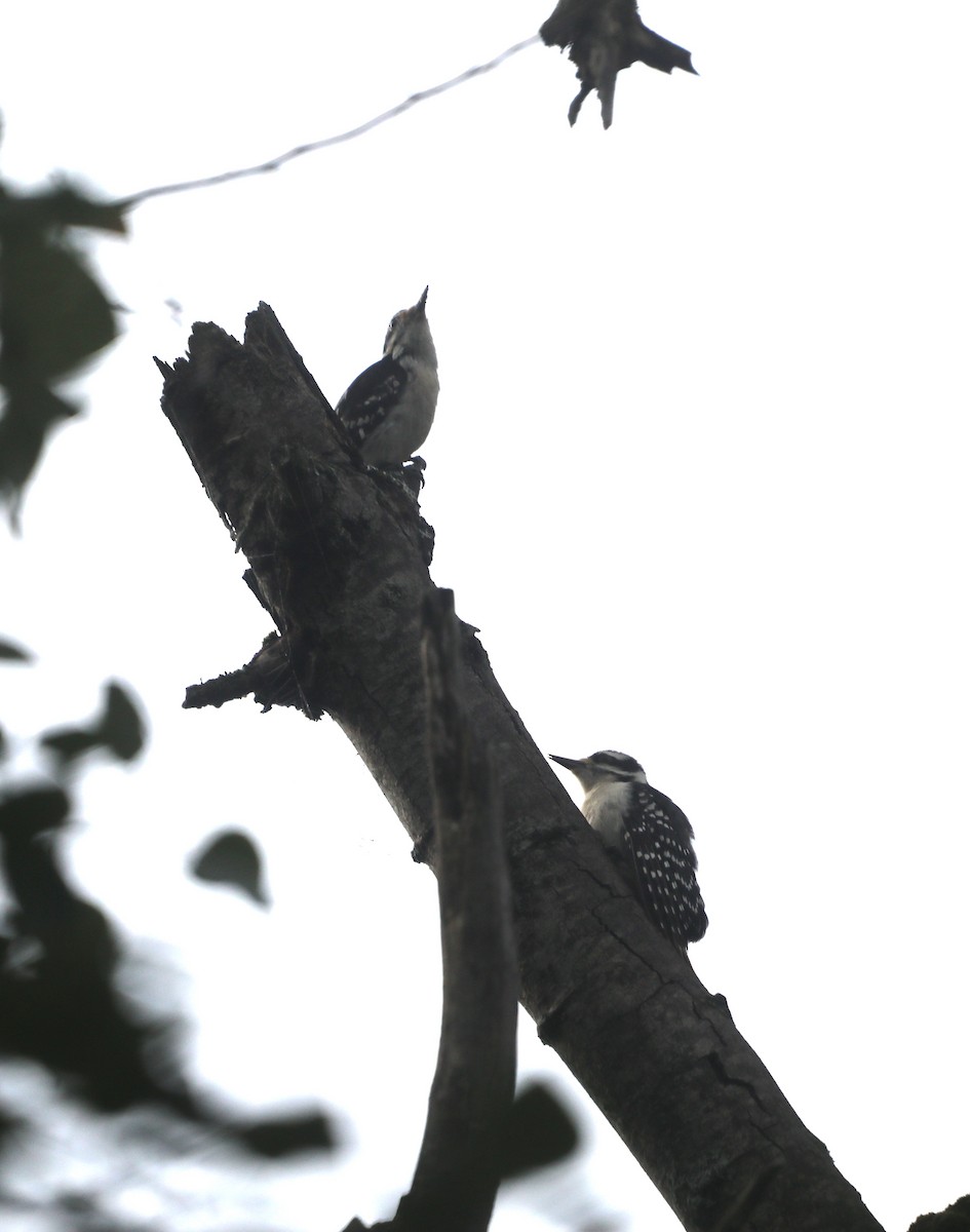 Hairy Woodpecker - ML623363757