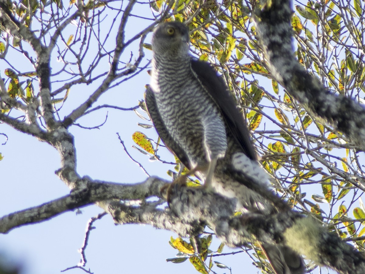 Henst's Goshawk - ML623363857