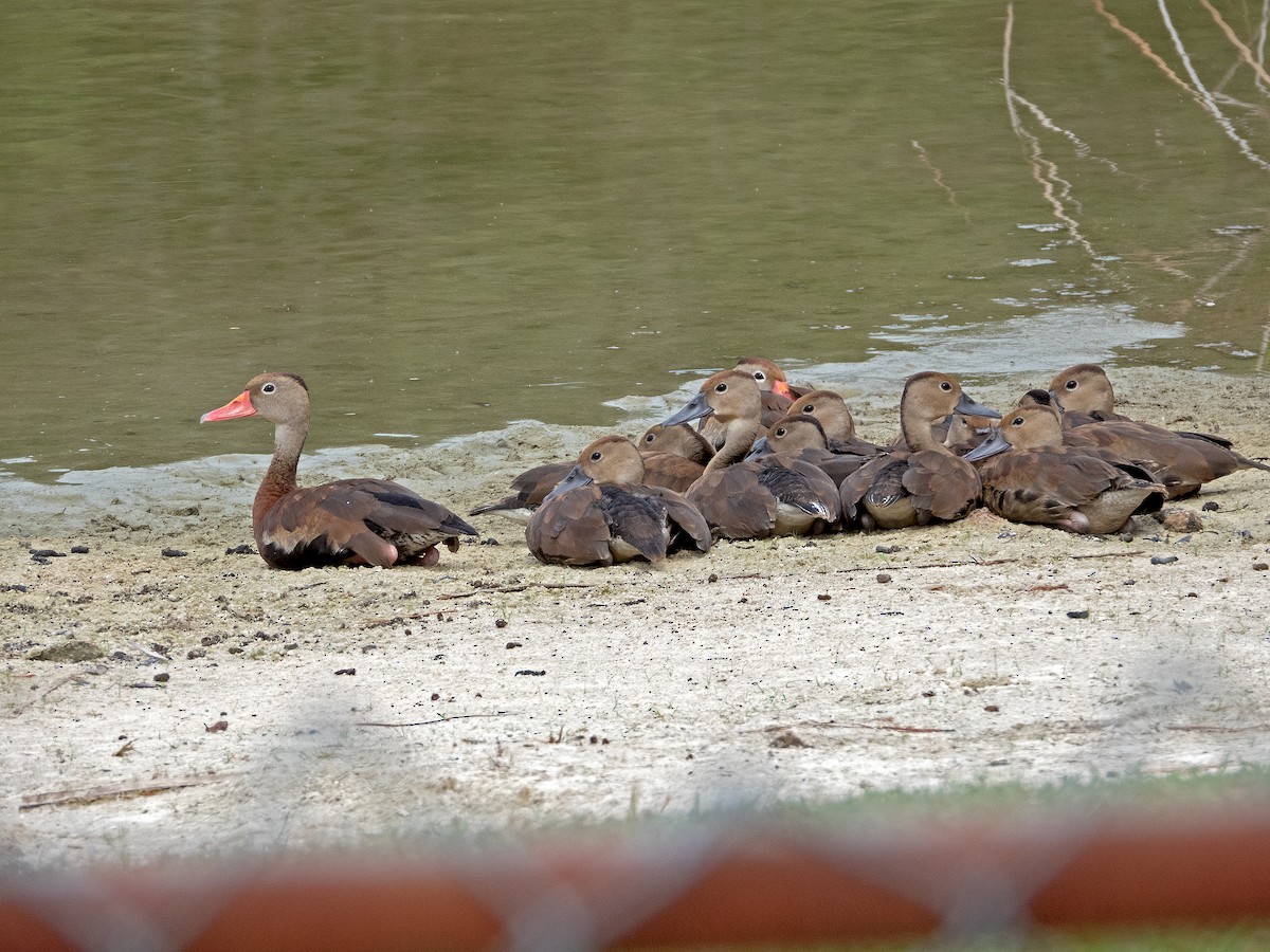 Black-bellied Whistling-Duck - ML623363962