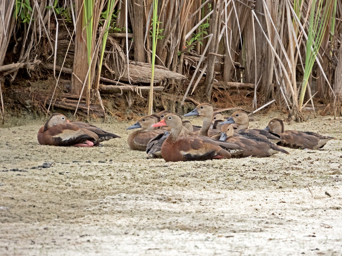 Black-bellied Whistling-Duck - ML623363963