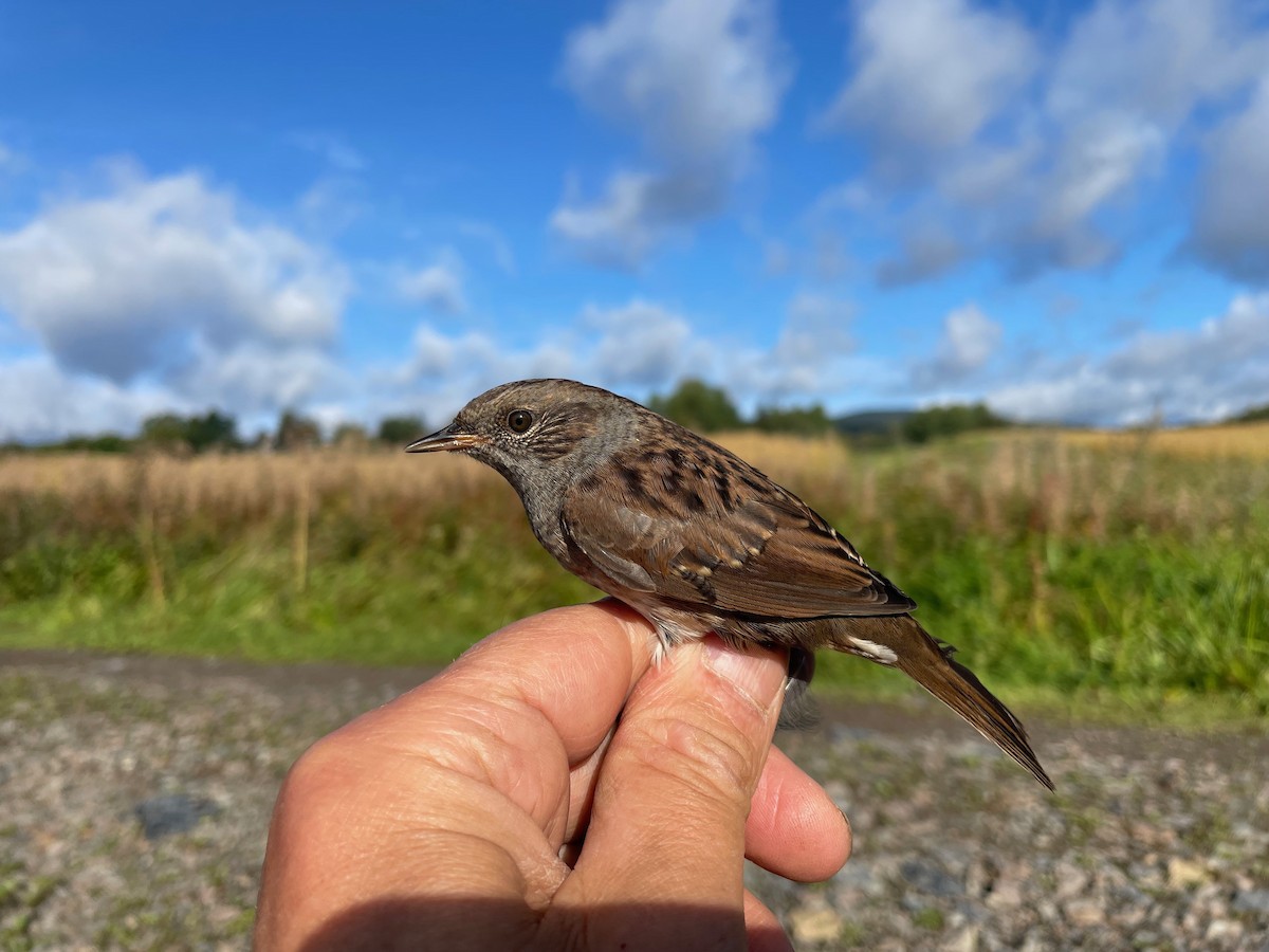 Dunnock - ML623364051