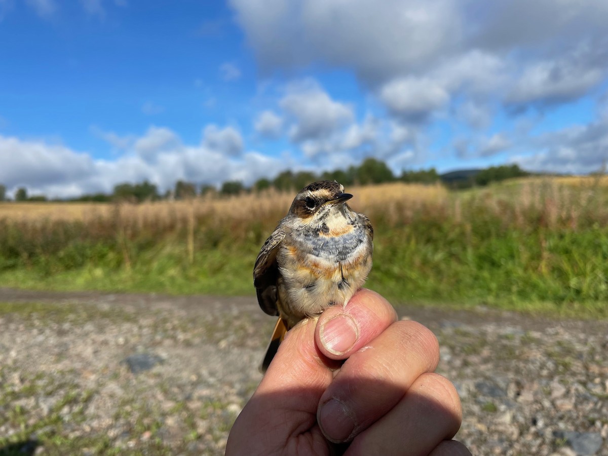 Bluethroat (Red-spotted) - Éric Francois Roualet