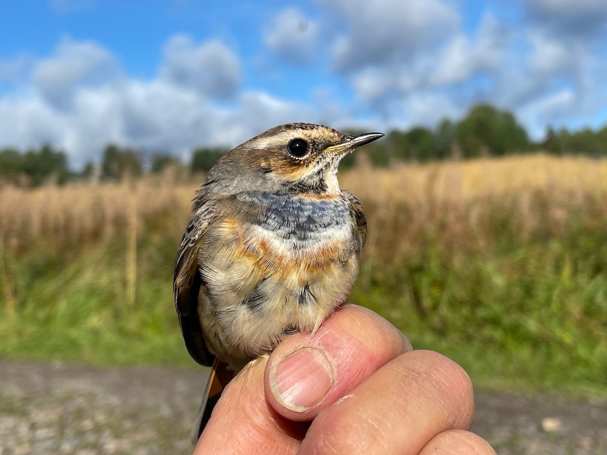 Bluethroat (Red-spotted) - ML623364055