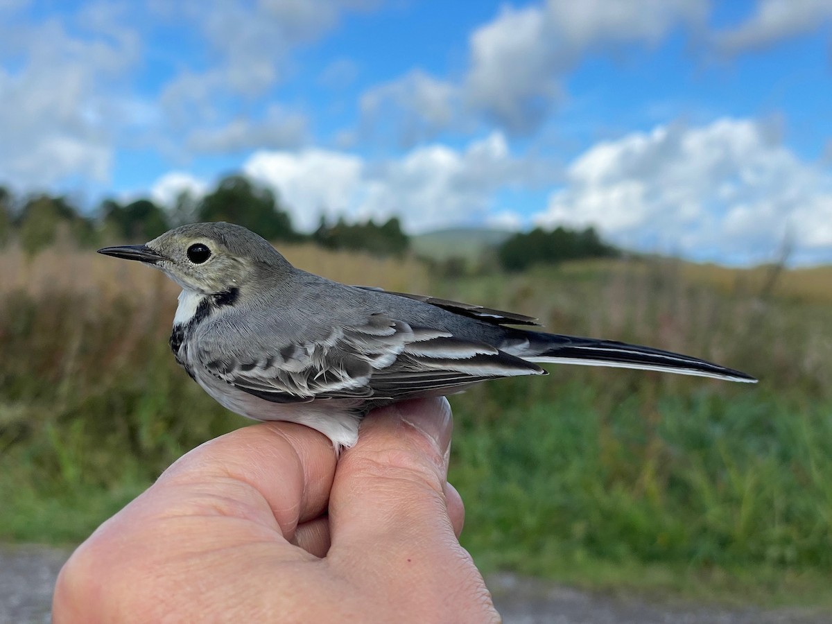 White Wagtail (White-faced) - ML623364058