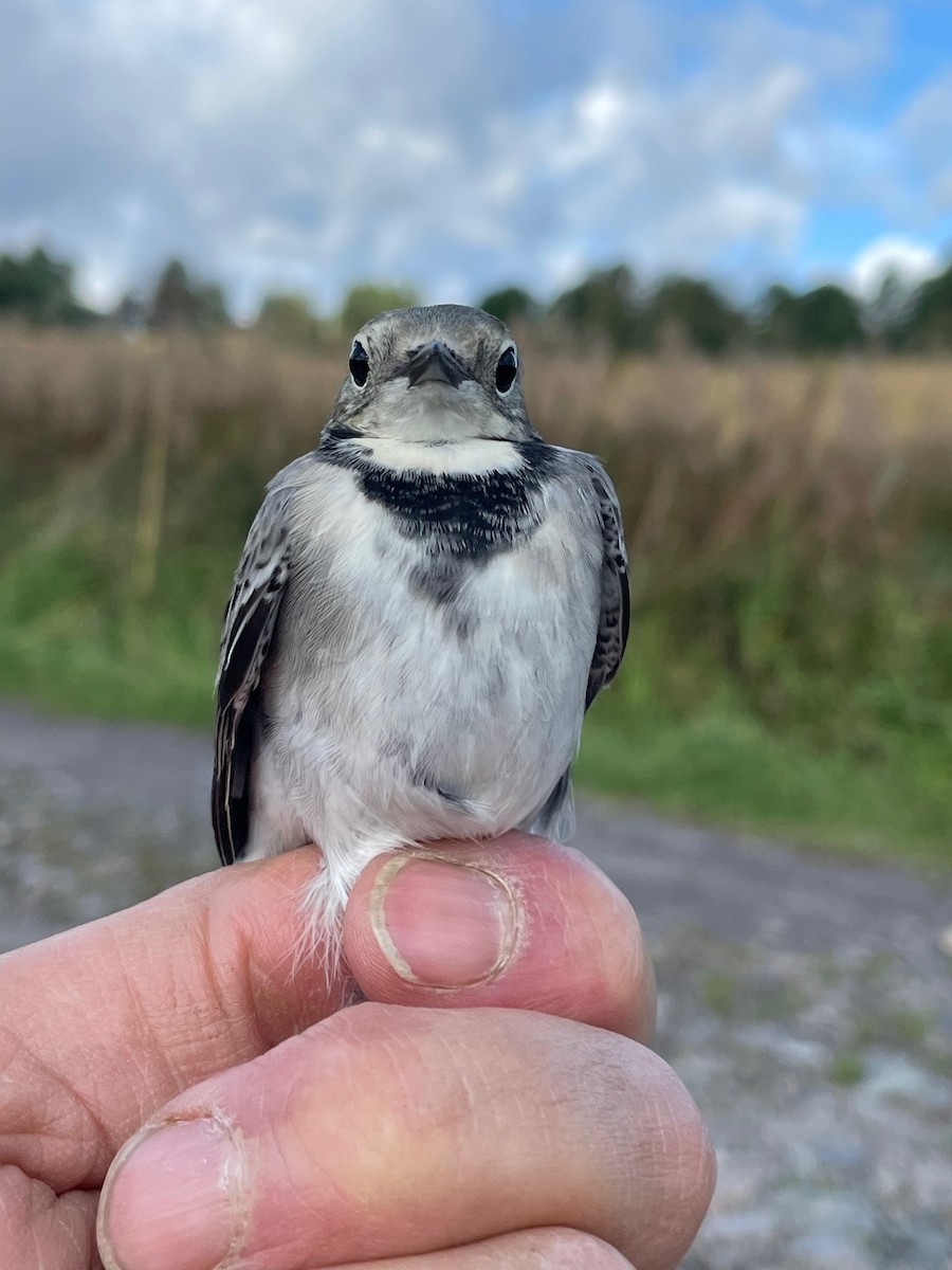 White Wagtail (White-faced) - ML623364061