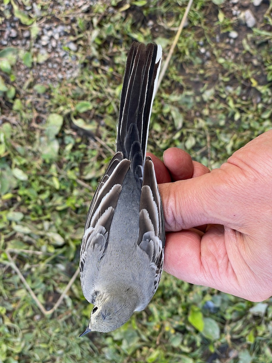 White Wagtail (White-faced) - ML623364062