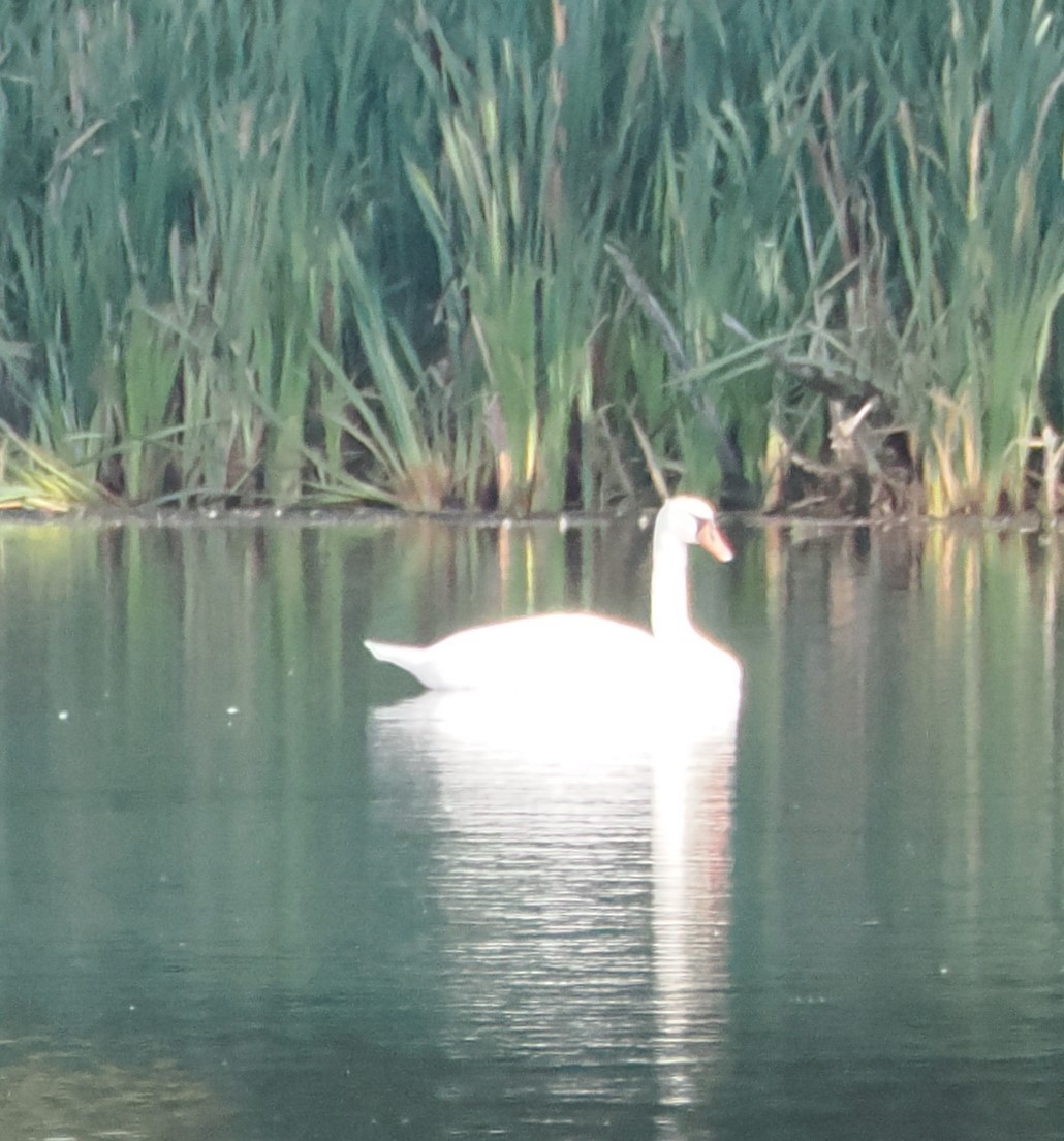 Mute Swan - ML623364108