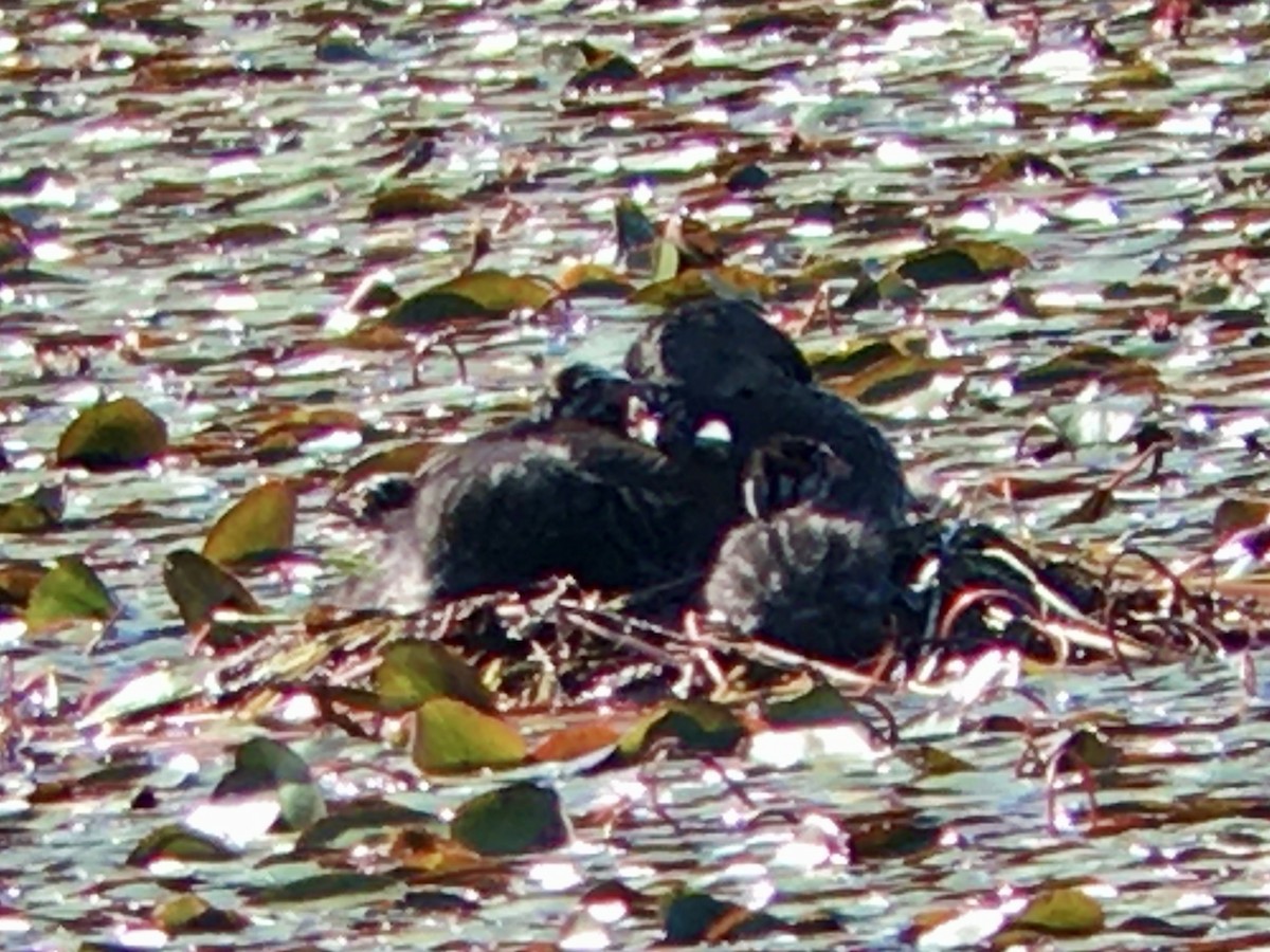 Pied-billed Grebe - ML623364128