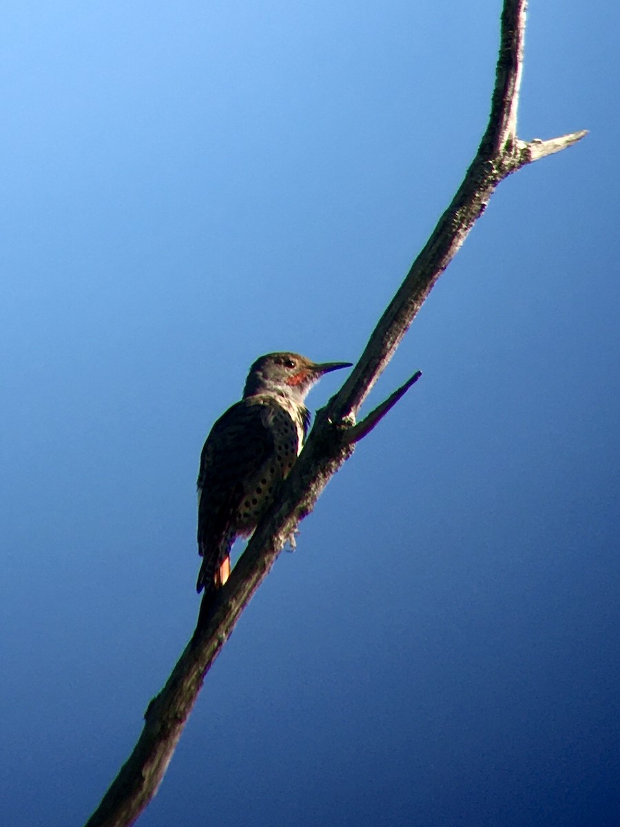 Northern Flicker - ML623364133