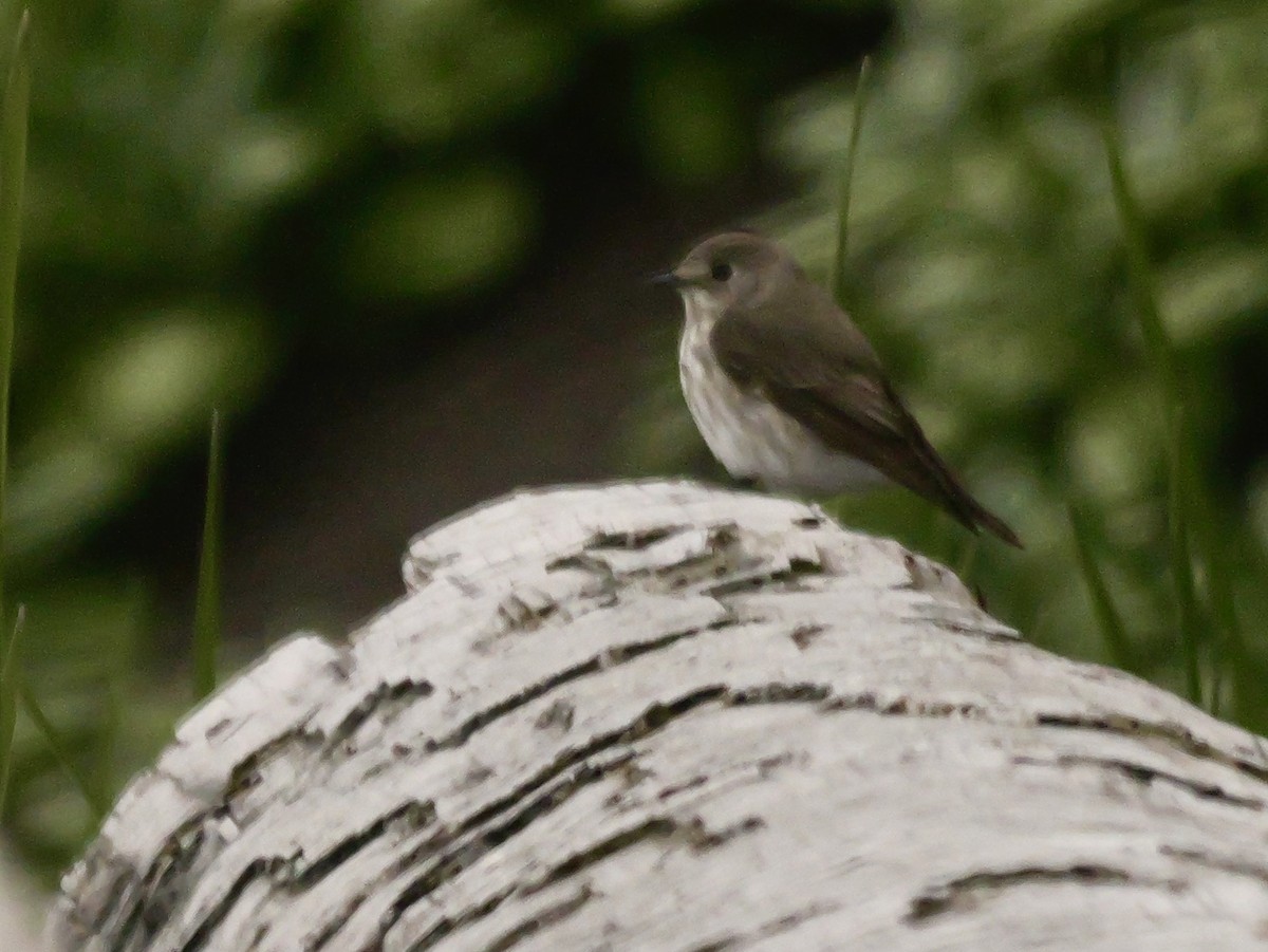 Gray-streaked Flycatcher - ML623364172