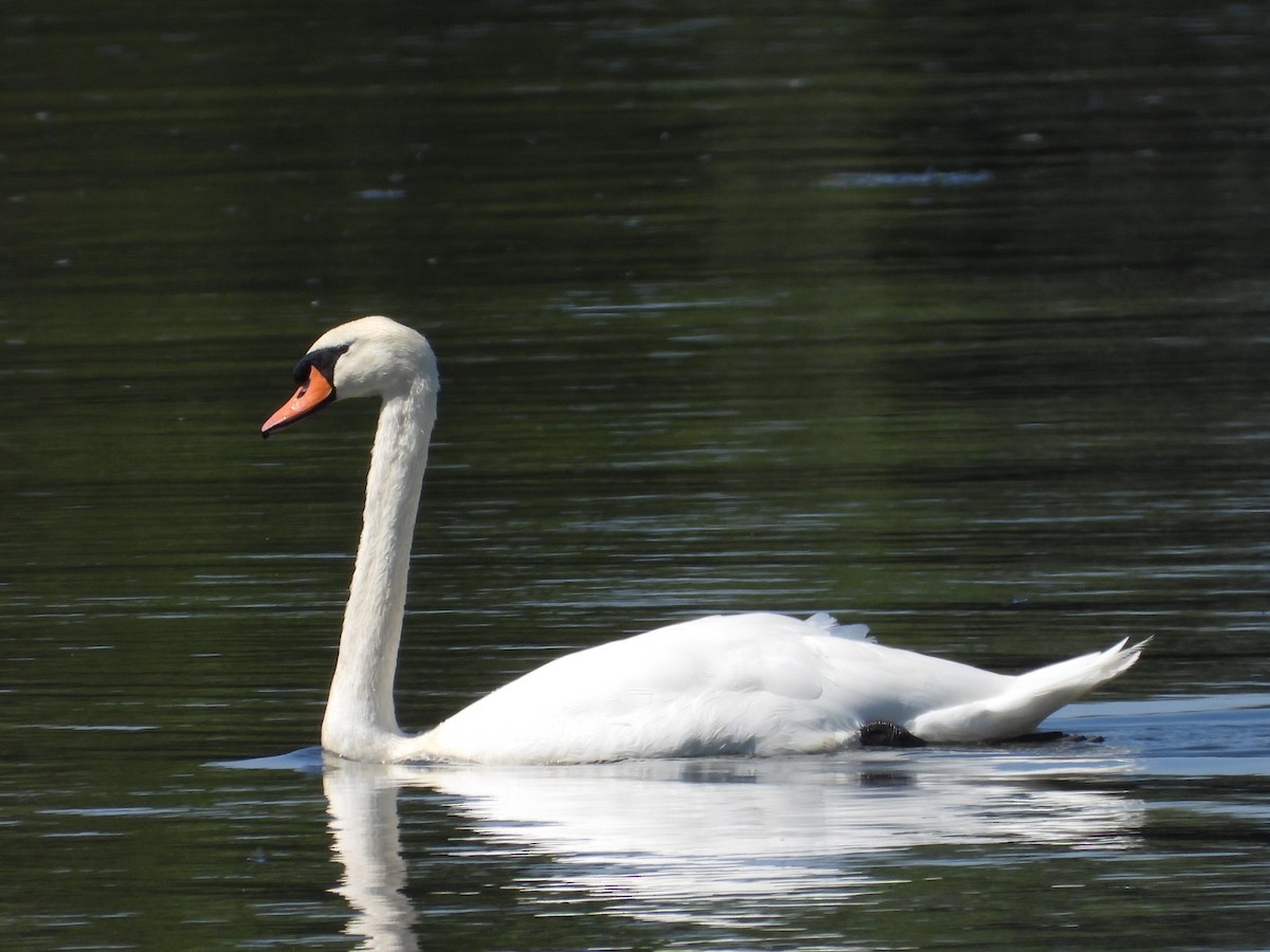 Cygne tuberculé - ML623364179