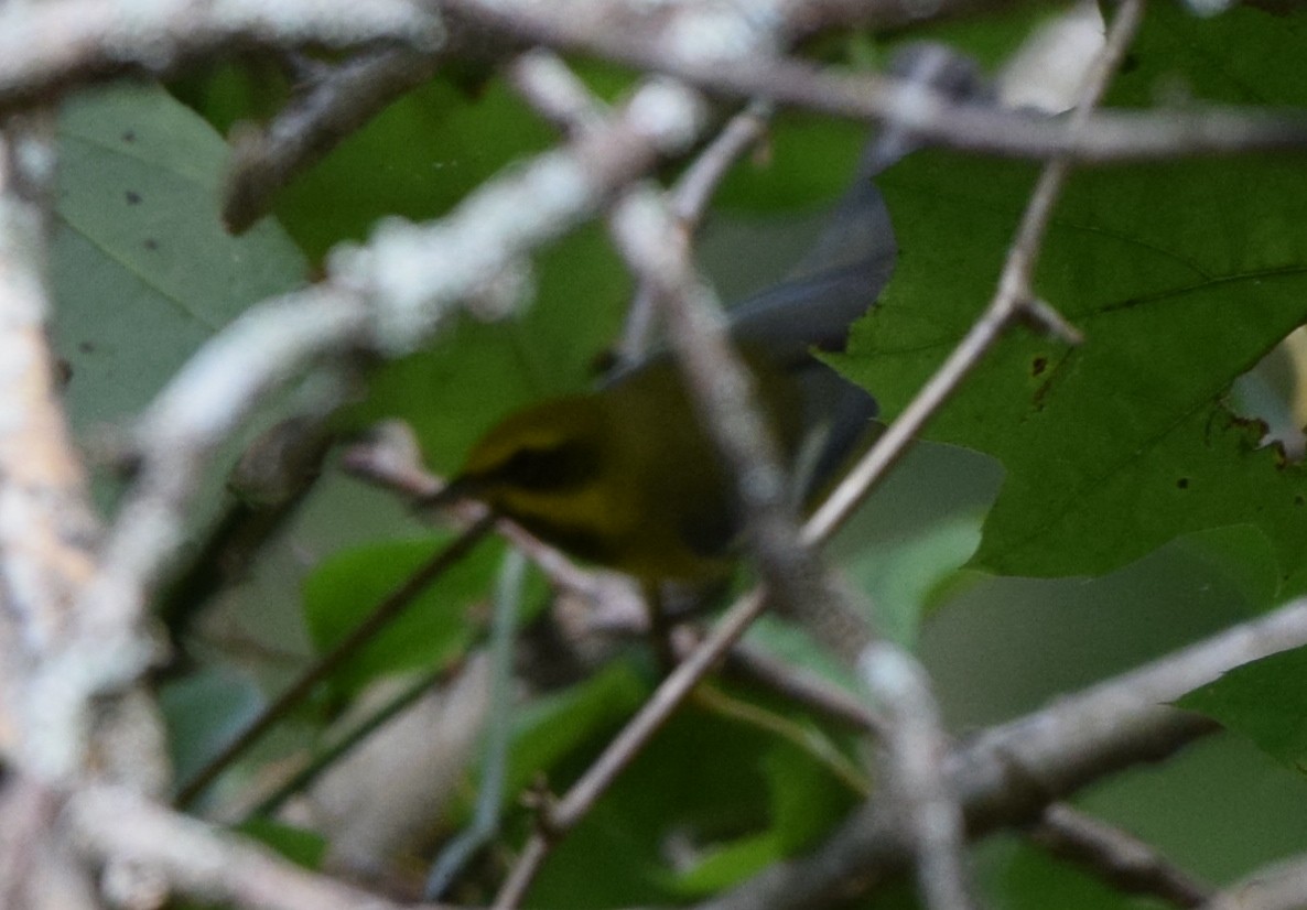 Lawrence's Warbler (hybrid) - ML623364187