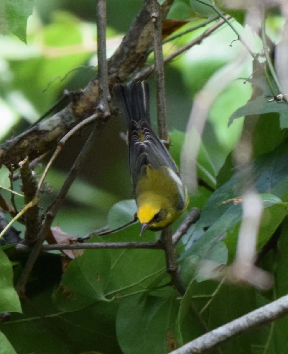 Lawrence's Warbler (hybrid) - ML623364188