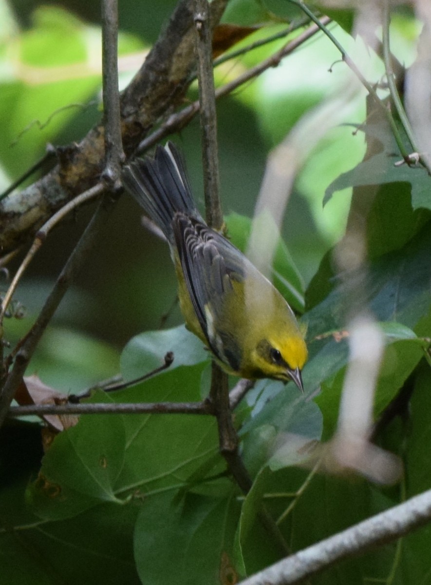 Lawrence's Warbler (hybrid) - ML623364189