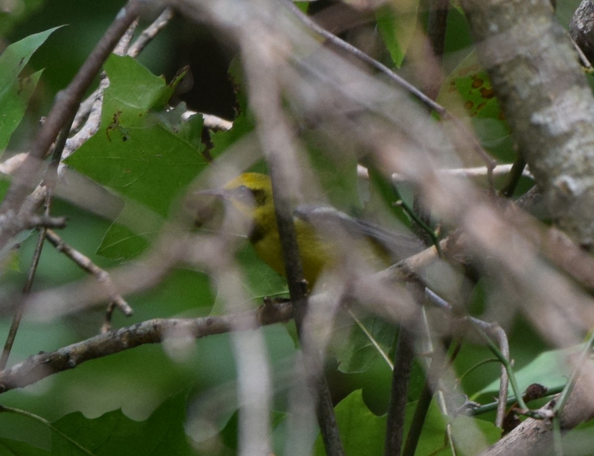 Lawrence's Warbler (hybrid) - ML623364190