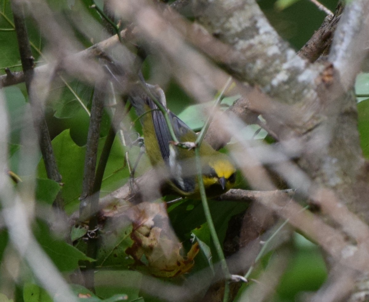 Lawrence's Warbler (hybrid) - ML623364191