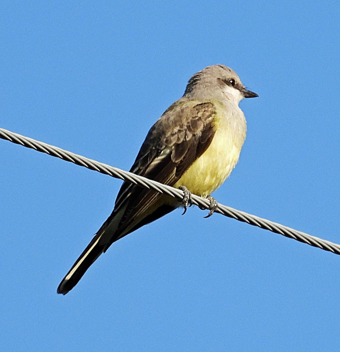 Western Kingbird - ML623364223