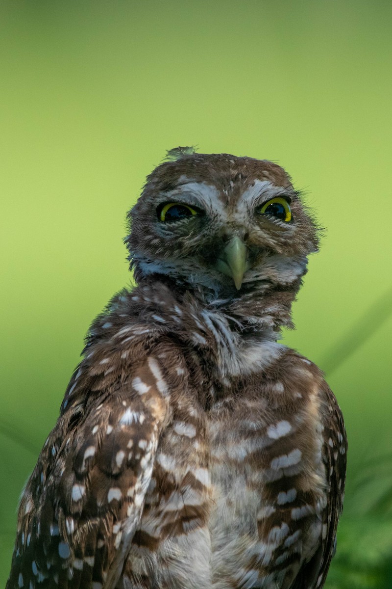 Burrowing Owl - ML623364330