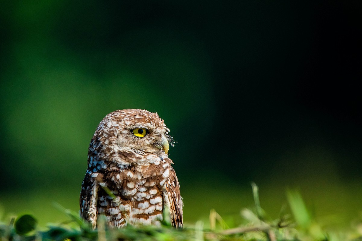 Burrowing Owl - ML623364331