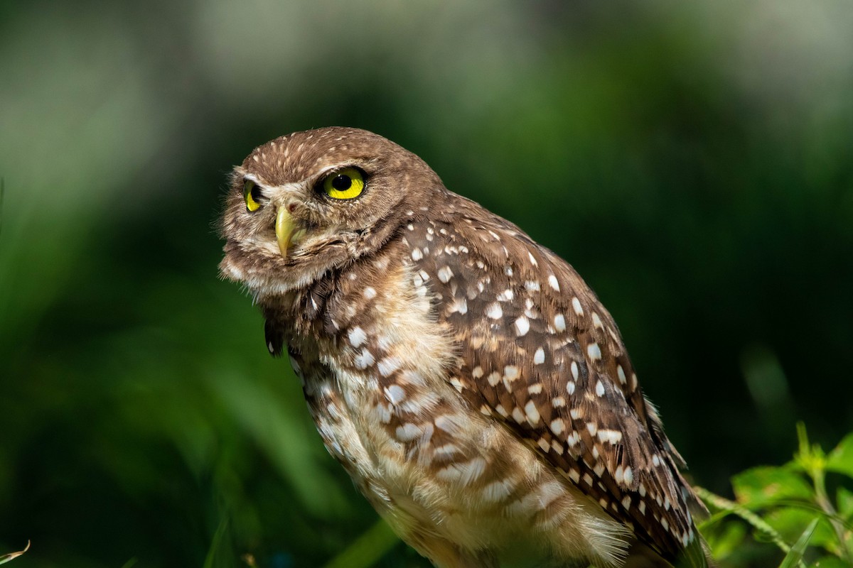 Burrowing Owl - ML623364332