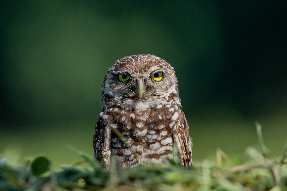 Burrowing Owl - ML623364333